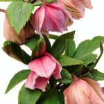 Pine Knot Hellebores LLC Gardening Guide Print Replica-0