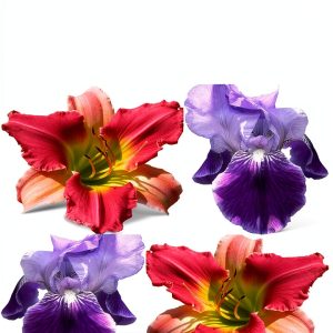 Perennial Gardening Guide by Cardigan River – 48‑Page Kindle eBook-0