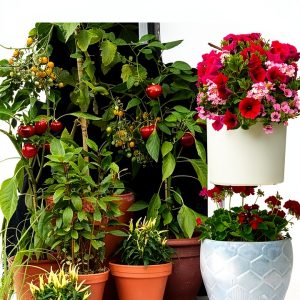 Kindle Store Topiary Gardening & Horticulture Guide-0