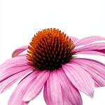 Cedar Fort Perennial Gardening Guide Kindle Edition 800‑Page eBook-0