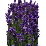 Perennial Gardening: A 45-Minute Guide for Beginners-0