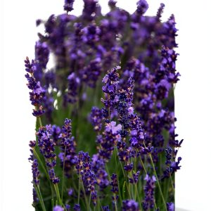 Perennial Gardening: A 45-Minute Guide for Beginners-0