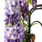 Gardening & Horticulture Perennials Kindle Guide by Amazon-0